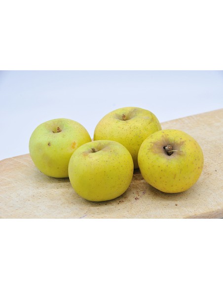 Pomme Chantecler Bio