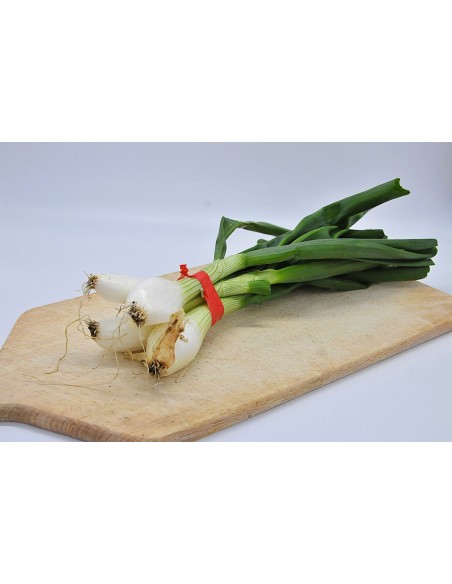 Oignon Botte