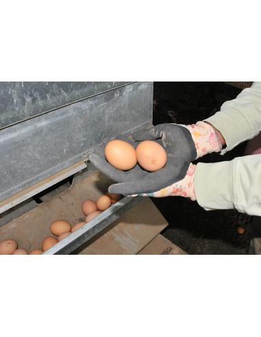 Boîte d'œufs Bio extra-frais