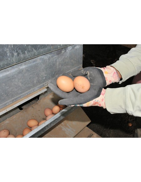 Boîte d'œufs Bio extra-frais