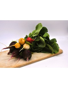 Botte de radis couleur bio