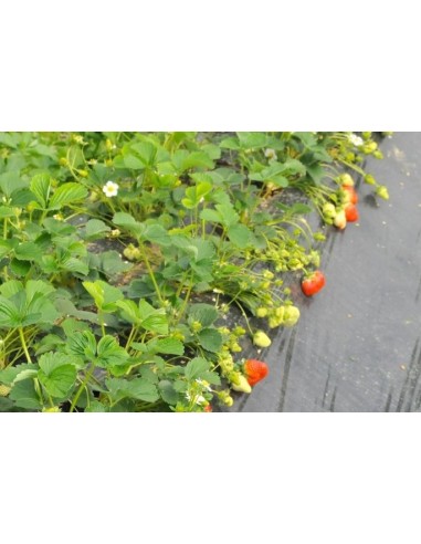 Barquettes de Fraises Bio de 250g  - Variété Dream