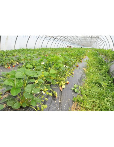 Barquettes de Fraises Bio de 250g  - Variété Dream