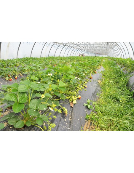 Barquettes de Fraises Bio de 250g  - Variété Dream