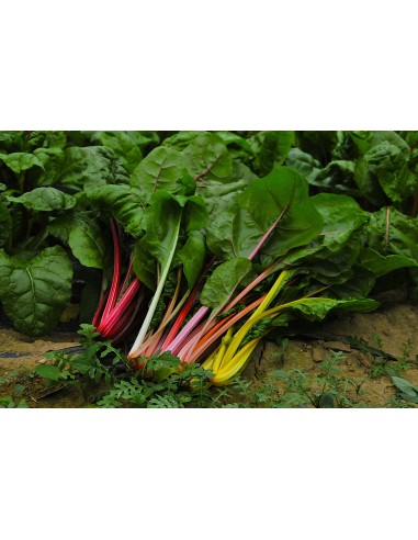 Botte de Blettes couleurs Bio
